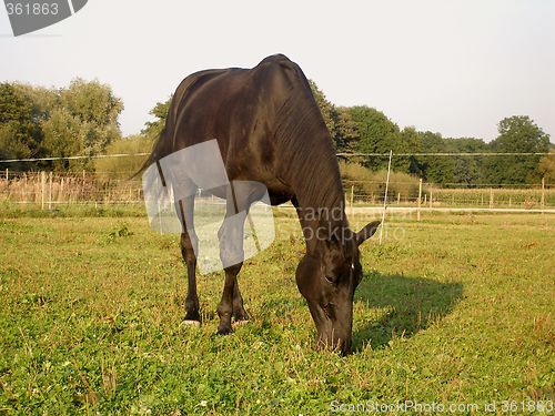 Image of horse