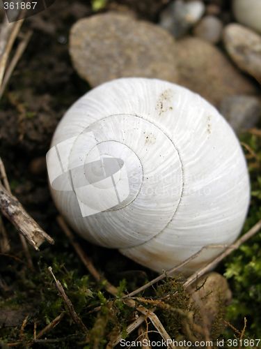 Image of snail