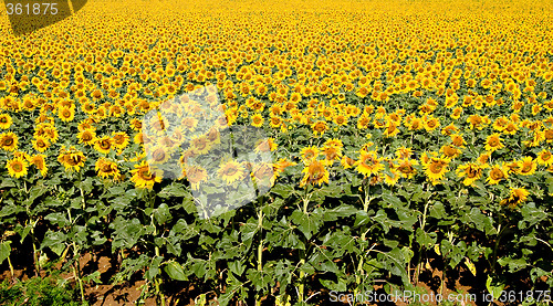 Image of Sunflower Field