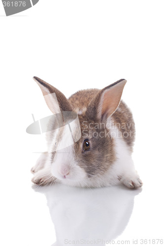 Image of Bunny