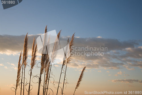 Image of Summer Day