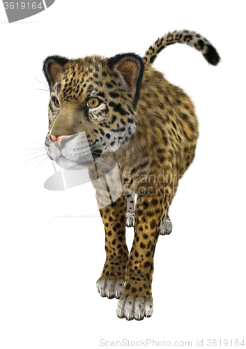 Image of Big Cat Jaguar