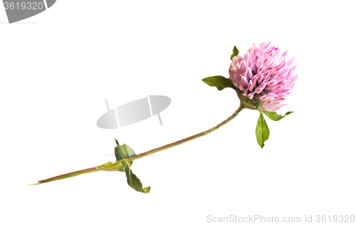 Image of one clover flower