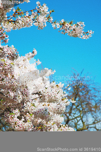 Image of in london   park the white tree and blossom flowers natural