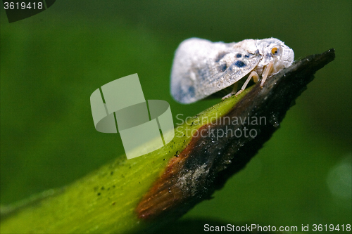 Image of  Omoptera in the bush