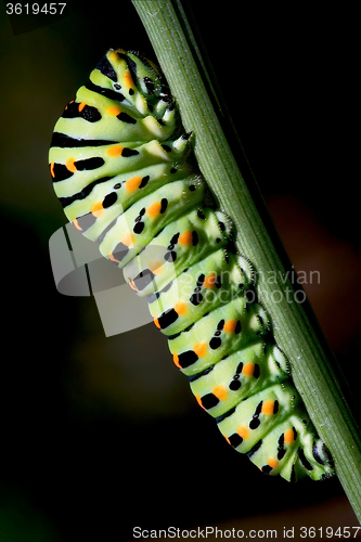Image of caterpillar of a 