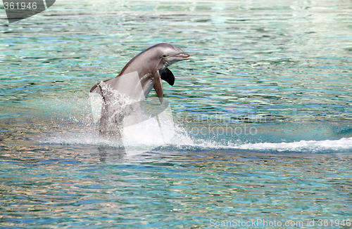 Image of Dolphin jumping