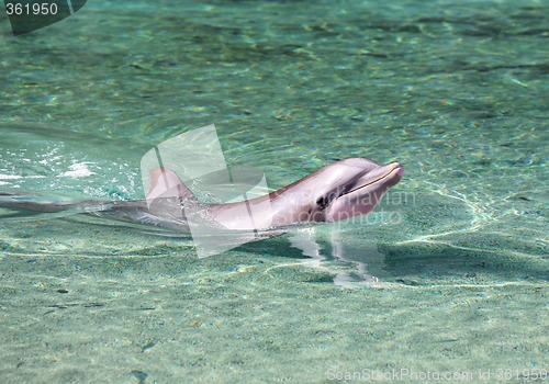 Image of Dolphin swimming