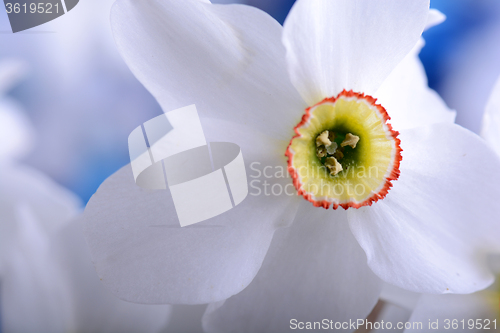 Image of Yellow and white narcissuses