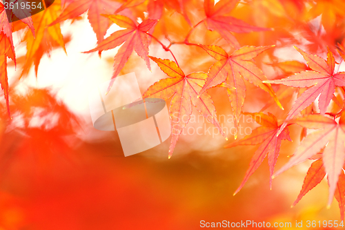 Image of Maple tree in autumn