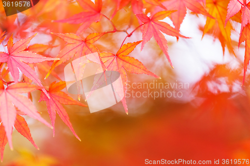 Image of Maple tree