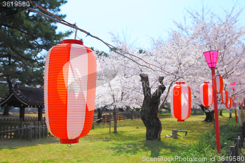 Image of Japanese sakura and lantern 