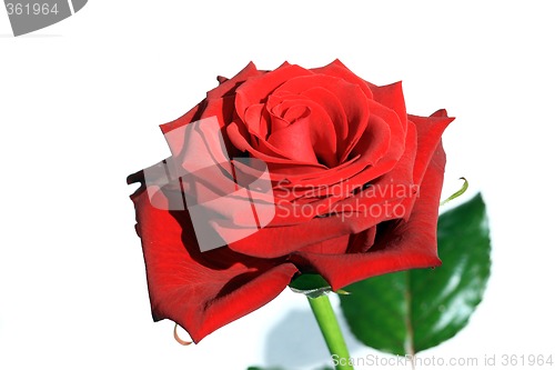 Image of Red Rose