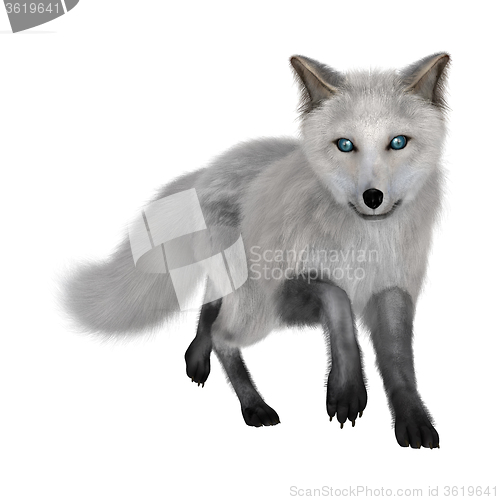 Image of Arctic Fox