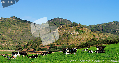 Image of Spotted Cows on Meadow