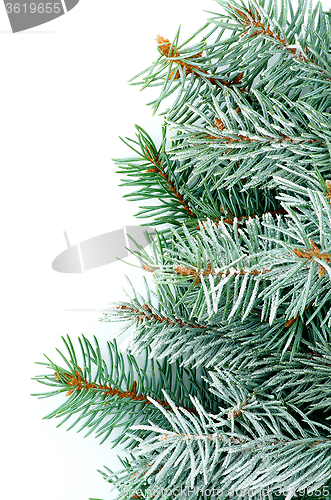 Image of Green Spruce Branches