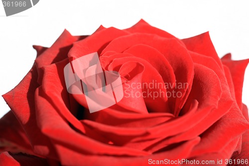 Image of Red Rose