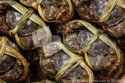 Image of Freshness hairy crabs