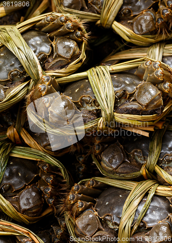 Image of Group of hairy crabs