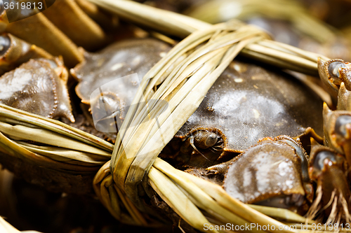 Image of Close up of chinese hairy crabs