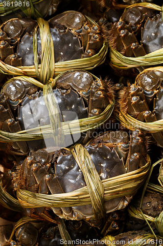 Image of China hairy crabs