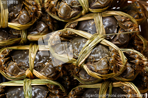 Image of Chinese hairy crabs