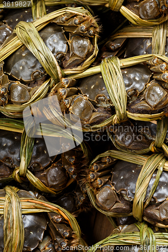 Image of Group of crabs