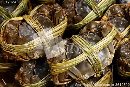 Image of Chinese hairy crabs