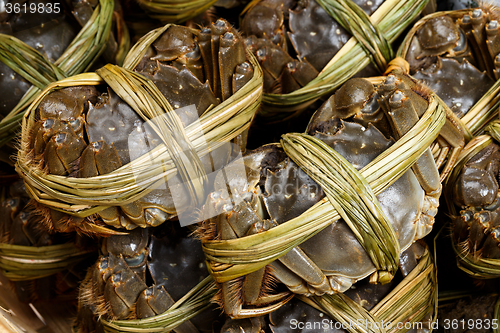 Image of Hairy crabs close up