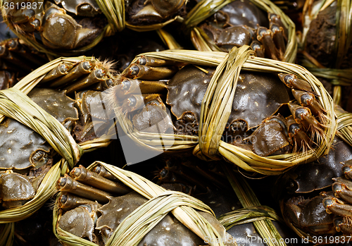 Image of Chinese hairy crabs