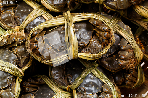 Image of China hairy crabs