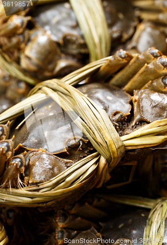 Image of Chinese Hairy Crab