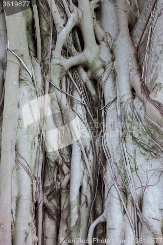 Image of The roots of the banyan tree
