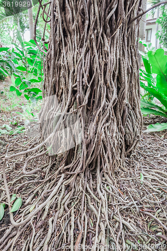 Image of The roots of the banyan tree