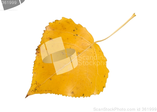 Image of Aspen Leaf