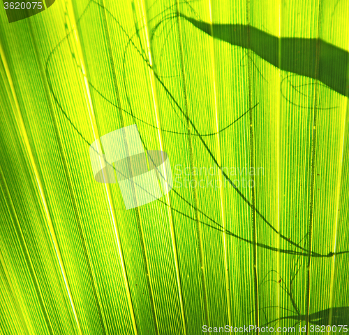 Image of abstract green leaf in the light and shadow morocco africa