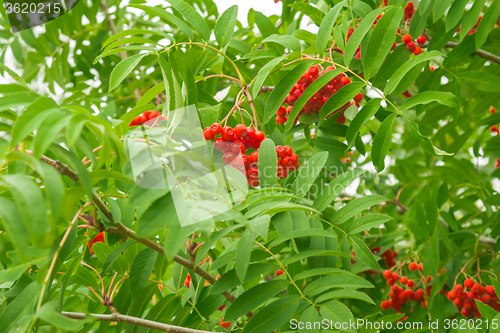 Image of bush rowan  