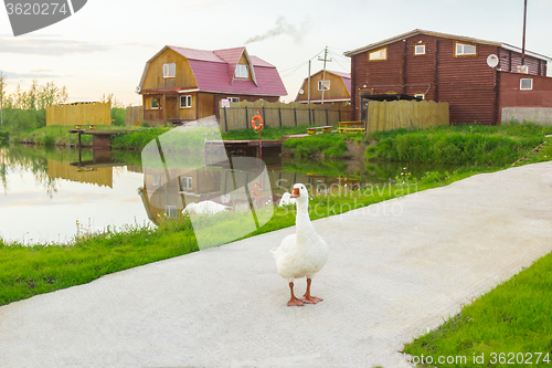 Image of At the pond  