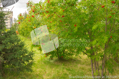 Image of bush rowan  