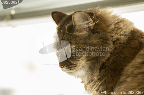 Image of Domestic cat