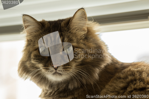 Image of Domestic cat