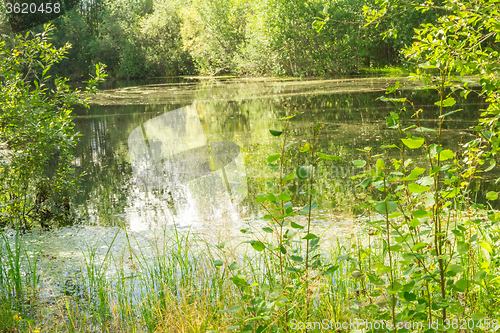 Image of Forest Lake    