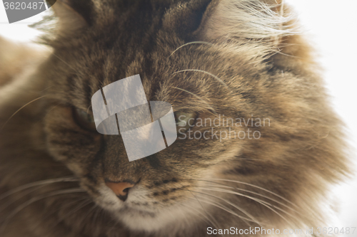 Image of Domestic cat