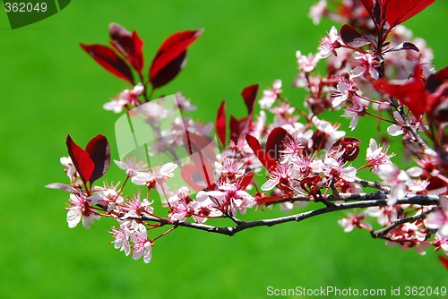 Image of Bloomig cherry tree