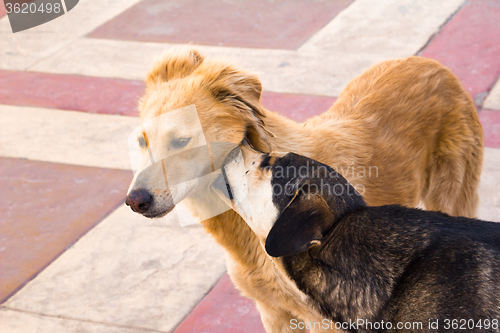 Image of two dogs   