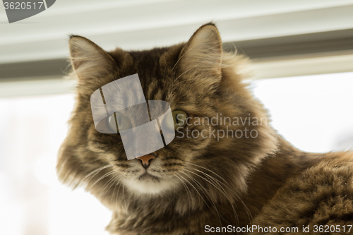 Image of Domestic cat