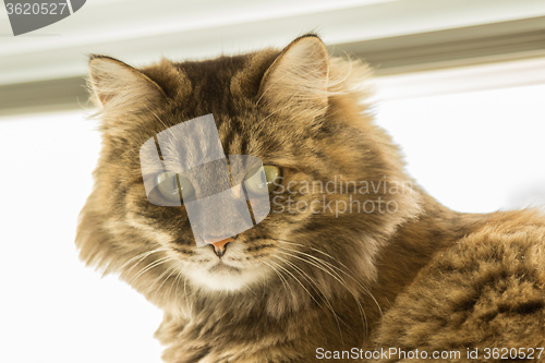 Image of Domestic cat