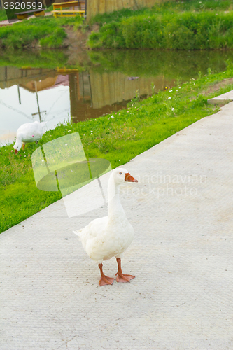 Image of At the pond  