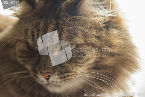 Image of Domestic cat