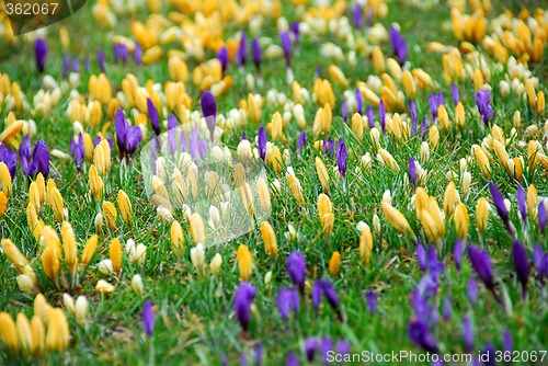 Image of Crocus field